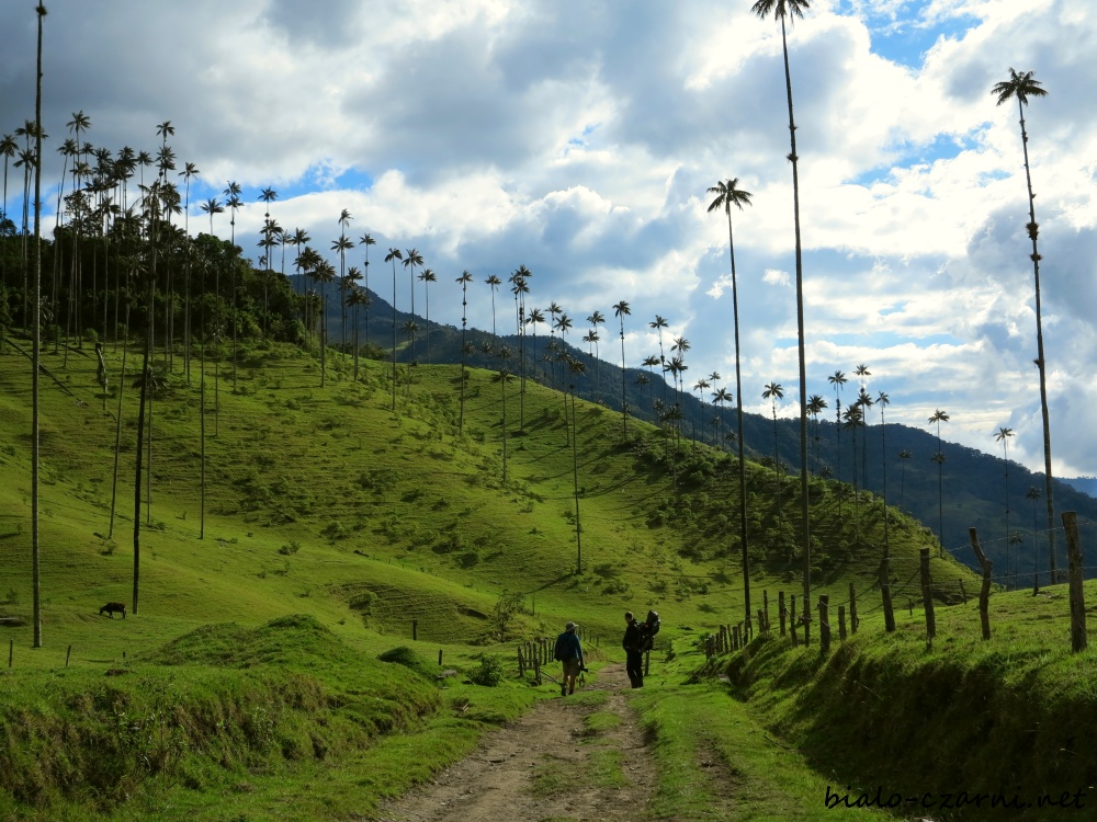 Kolumbia, Valle de Cocora21