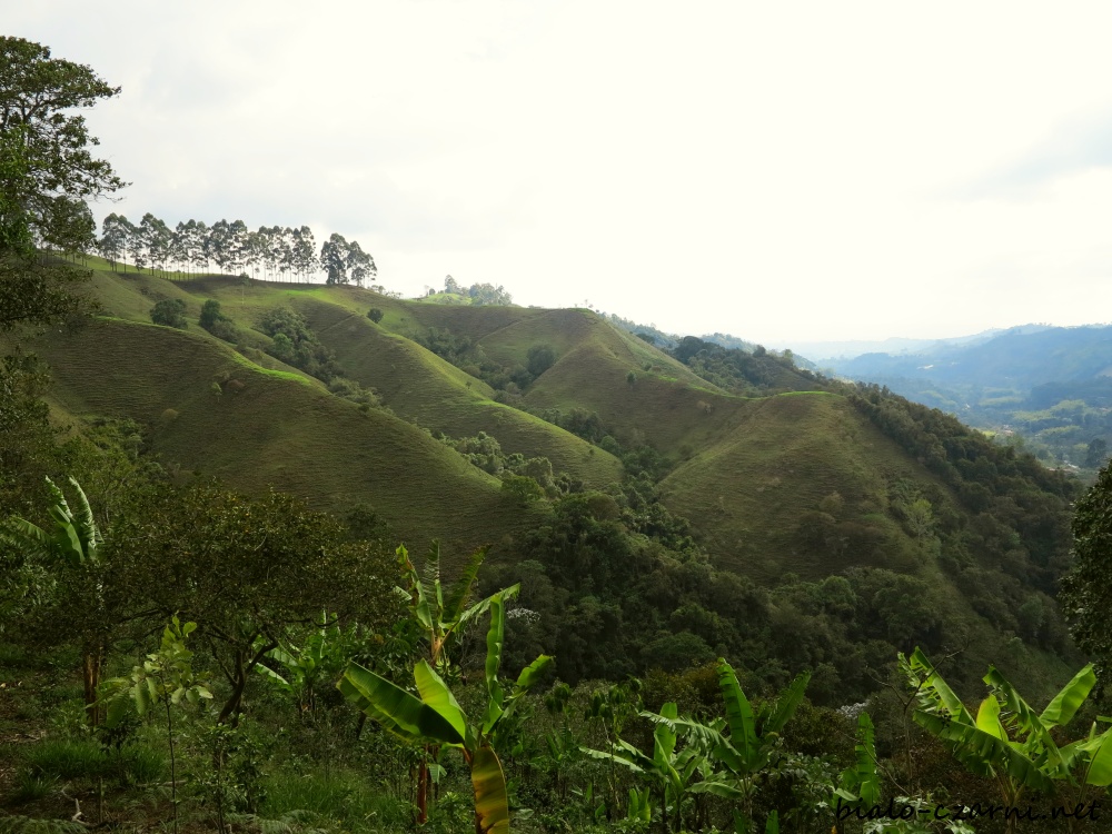 Kolumbia, plantacja kawy2