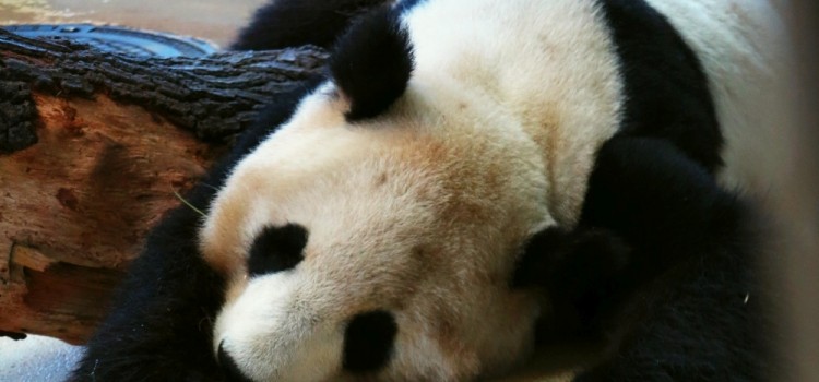 ZOO ZOO