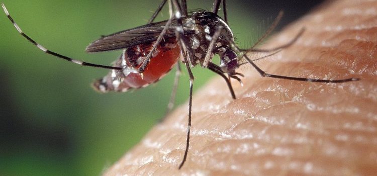 ZDROWIE W PODRÓŻY cz.II – MALARIA ZDROWIE W PODRÓŻY cz.II – MALARIA
